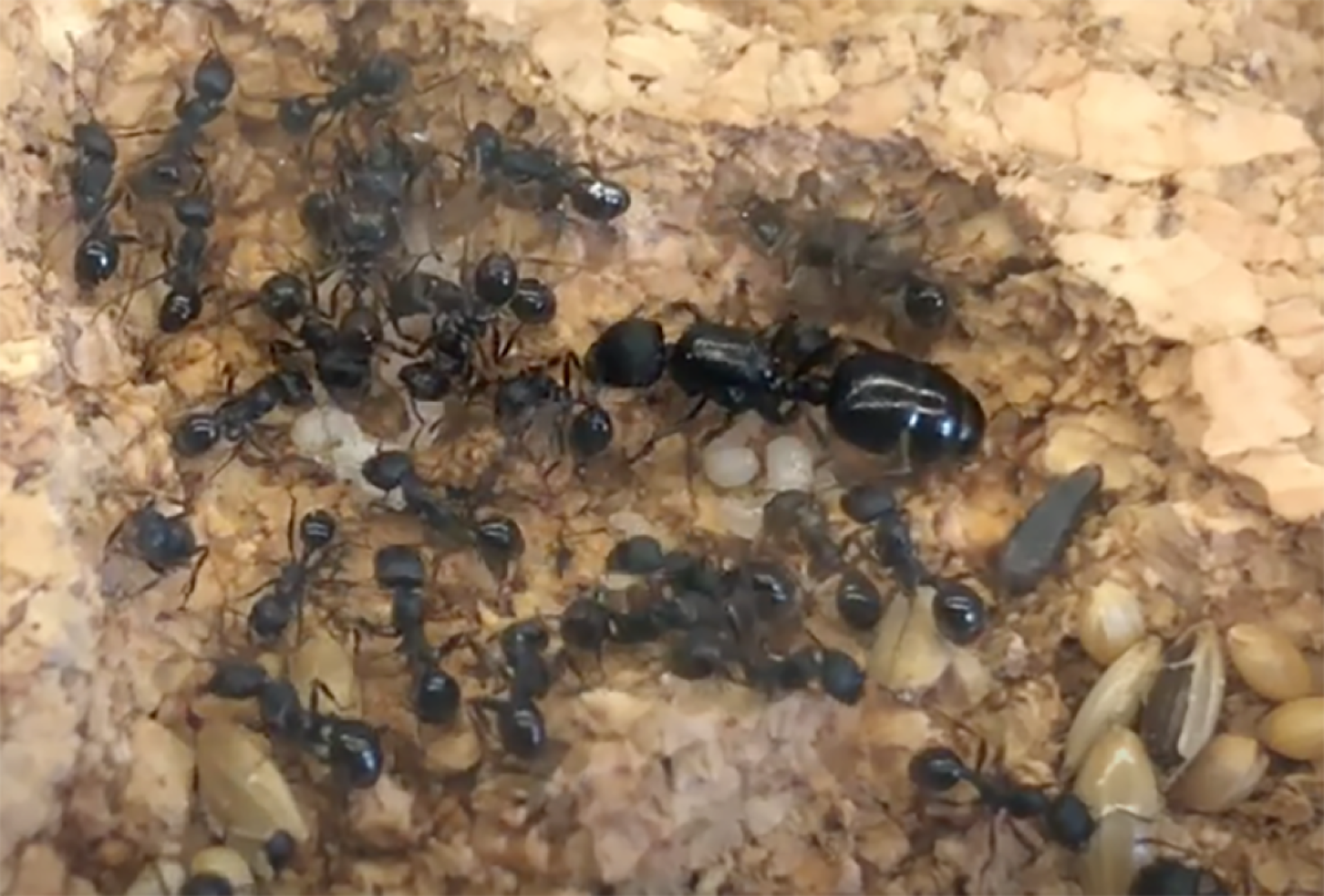 Mietkolonien für Lehrpersonen - Ameisenkolonien zum mieten / leihen V